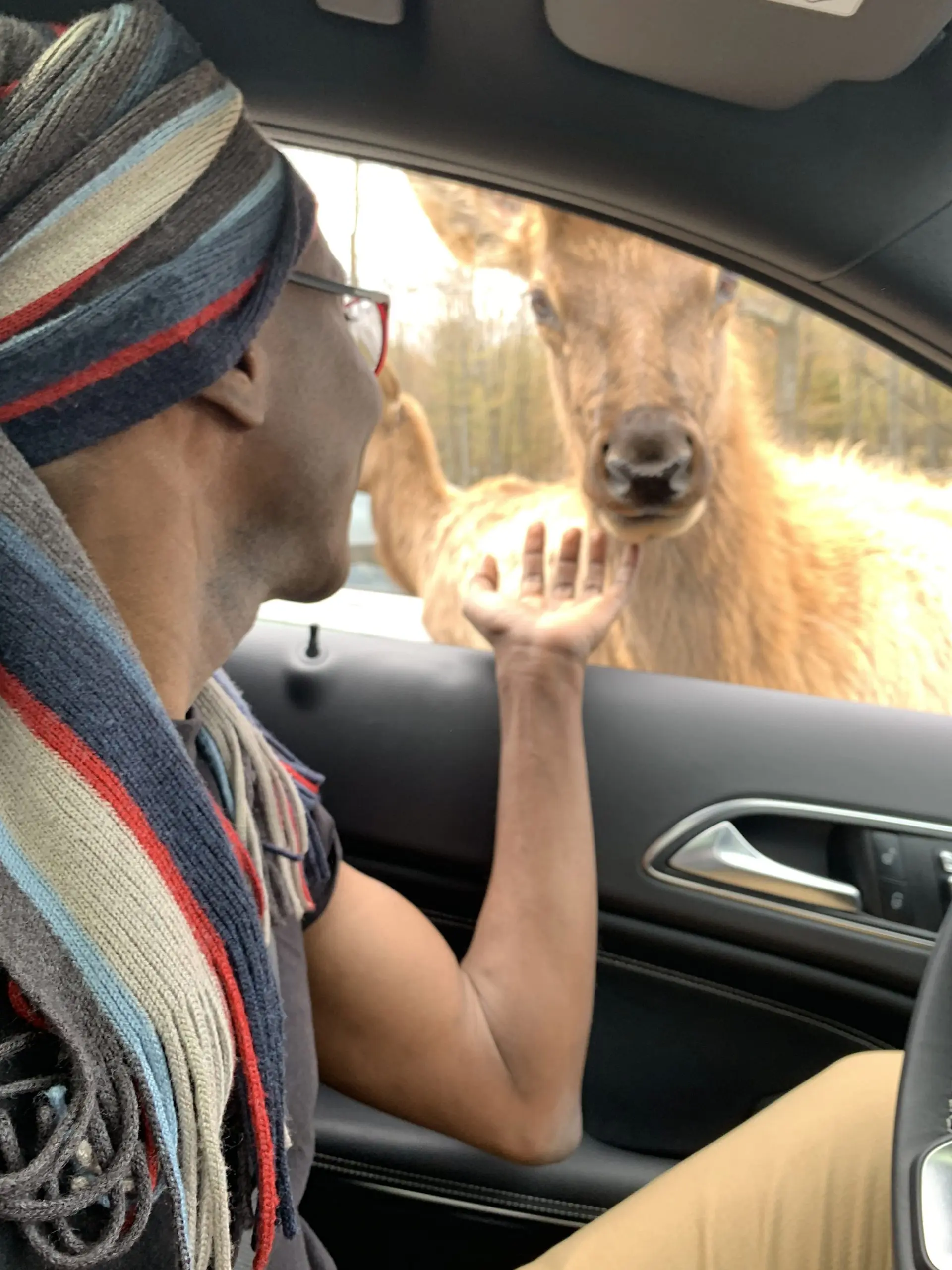 A deer at the window of Richard Meseko’s car.